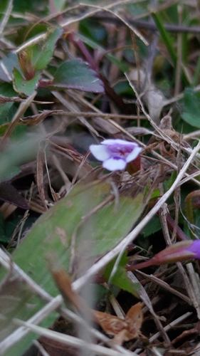 Foto de Torenia
