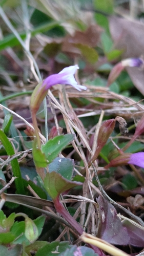 Foto de Torenia