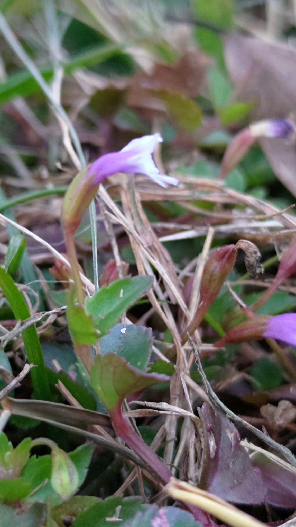 Imagem de Torenia