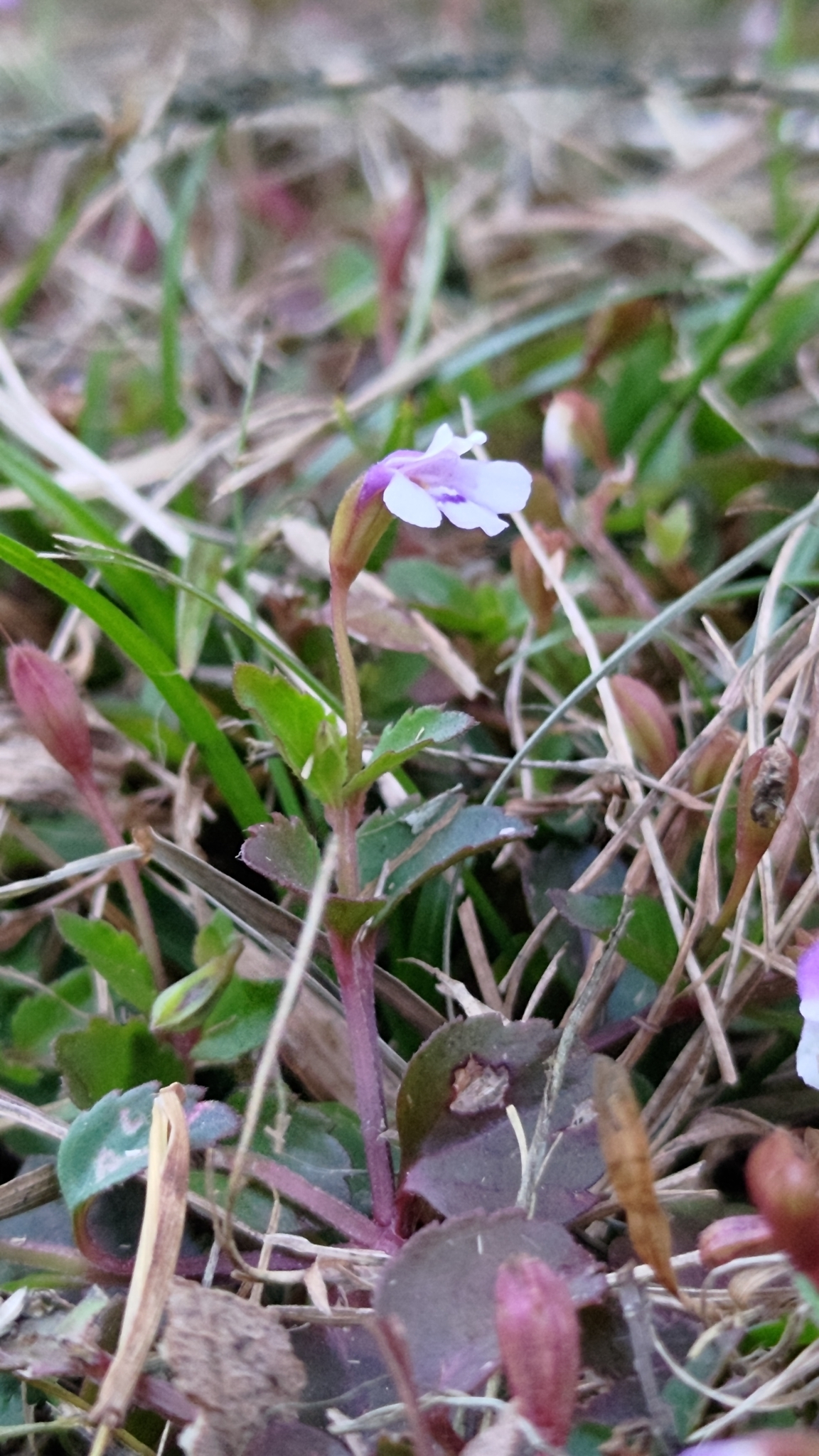 Imagem de Torenia
