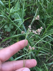 Luzula luzuloides rubella