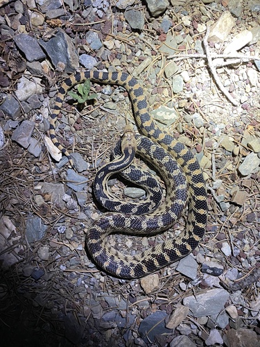 iNaturalist observation photo of Great Basin Gopher Snake