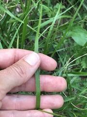 Luzula luzuloides rubella