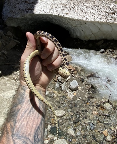iNaturalist observation photo of Great Basin Gopher Snake