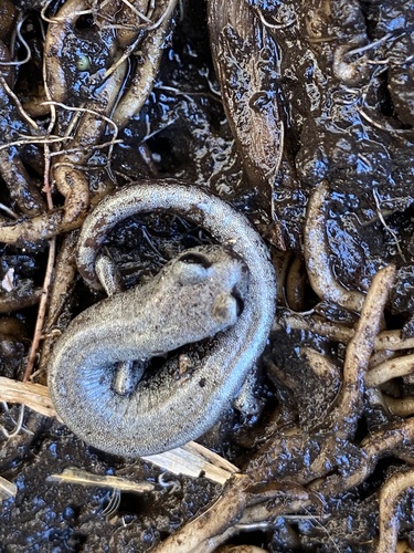 iNaturalist observation photo of Inyo Mountains Salamander
