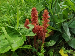 Orobanche flava