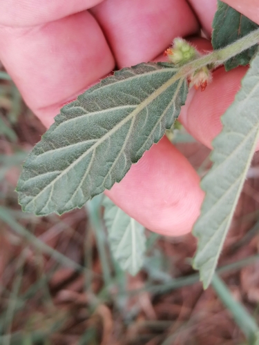 Malva Branca