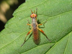 Dichetophora obliterata