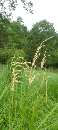 Tall Three-Awned Grass (Aristida sciurus)