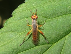 Dichetophora obliterata