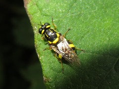 Oxycera rara