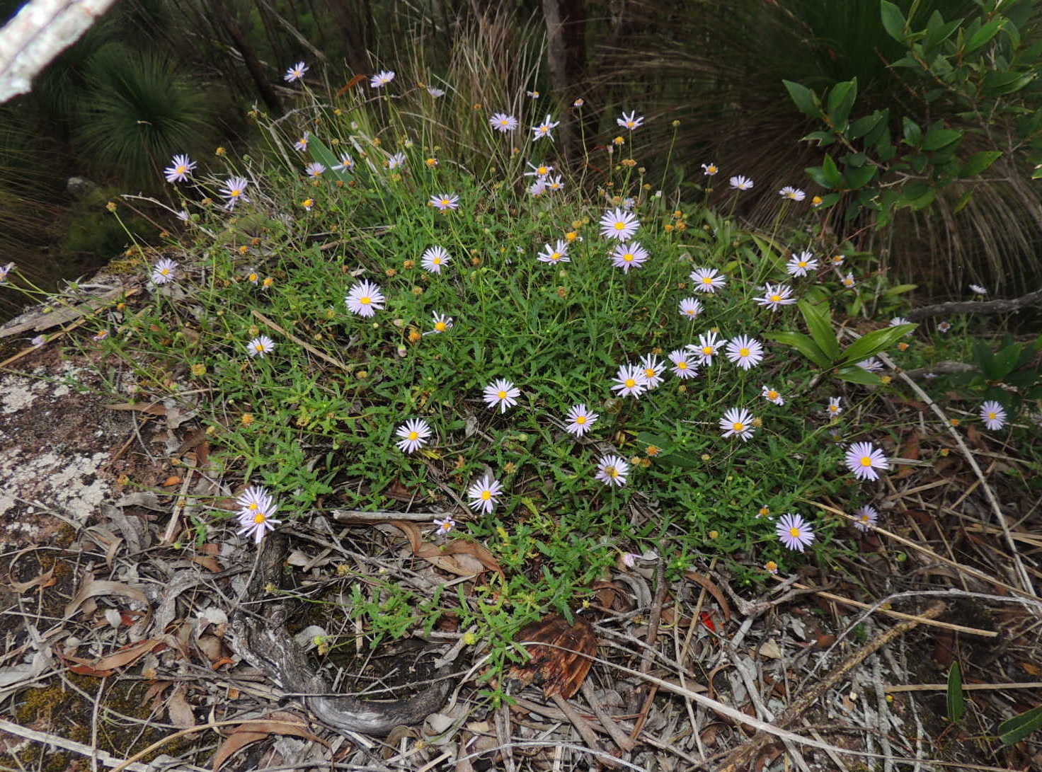 Brachyscome ascendens