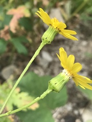 Senecio squalidus rupestris