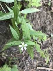 Pseudostellaria jamesiana