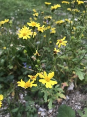 Senecio squalidus rupestris
