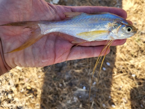 Royal threadfin (Pentanemus quinquarius) — Polynemidae — 5