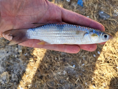 Largescaled mullet (Liza grandisquamis) — Mugilidae — 2