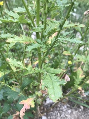 Senecio squalidus rupestris