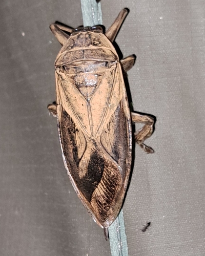 African Giant Water Bug