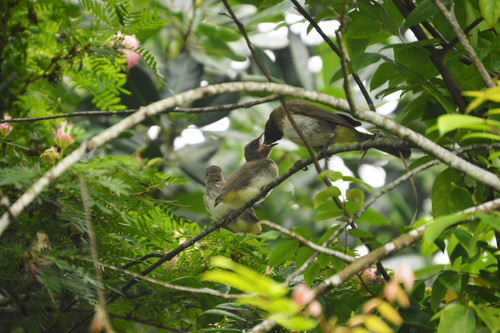 Common Bulbul