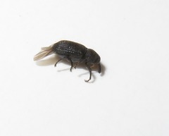 Magdalis flavicornis