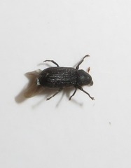 Magdalis flavicornis