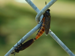 Phyllomydas phyllocerus