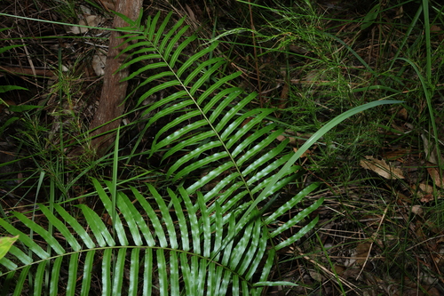 Image of Telmatoblechnum indicum by (c) Greg Tasney, some rights reserved (CC BY-SA)