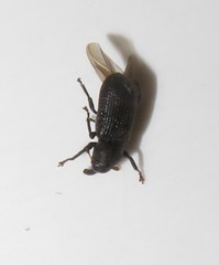 Magdalis flavicornis