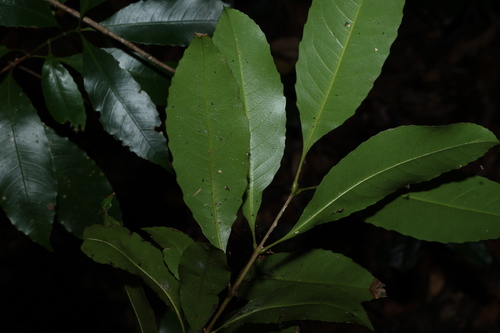 Image of Australian Crabapple (Schizomeria ovata) by (c) Greg Tasney, some rights reserved (CC BY-SA)