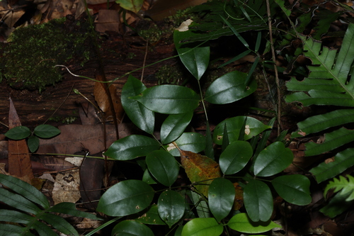 Image of Austrocallerya megasperma by (c) Greg Tasney, some rights reserved (CC BY-SA)