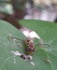 Bactrocera