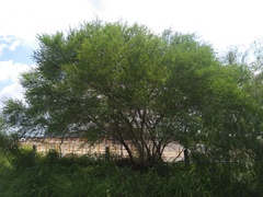 Senegalia berlandieri