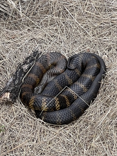 Tiger Snake sighting