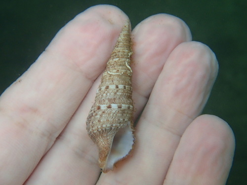 Xenuroturris cingulifera observed 2024-12-02