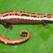 Salamandra Lengua de Hongo Mexicana - Photo (c) Josiah Townsend, algunos derechos reservados (CC BY-NC-ND), uploaded by Josiah Townsend