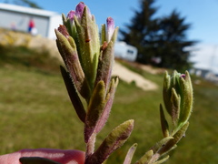 Chloropyron maritimum palustre