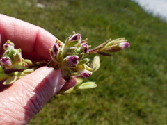 Chloropyron maritimum palustre