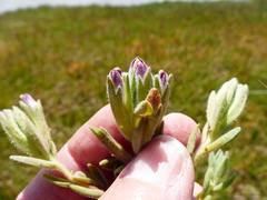 Chloropyron maritimum palustre
