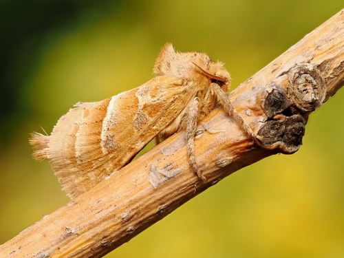 Triodia amasinus (Herrich-Schäffer, 1851)