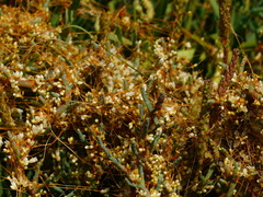 Cuscuta pacifica pacifica