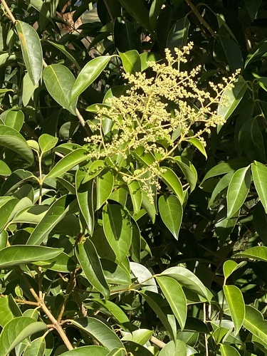 Foto de Troféu