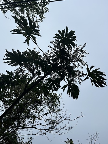 Foto de Planta do Papel Arroz