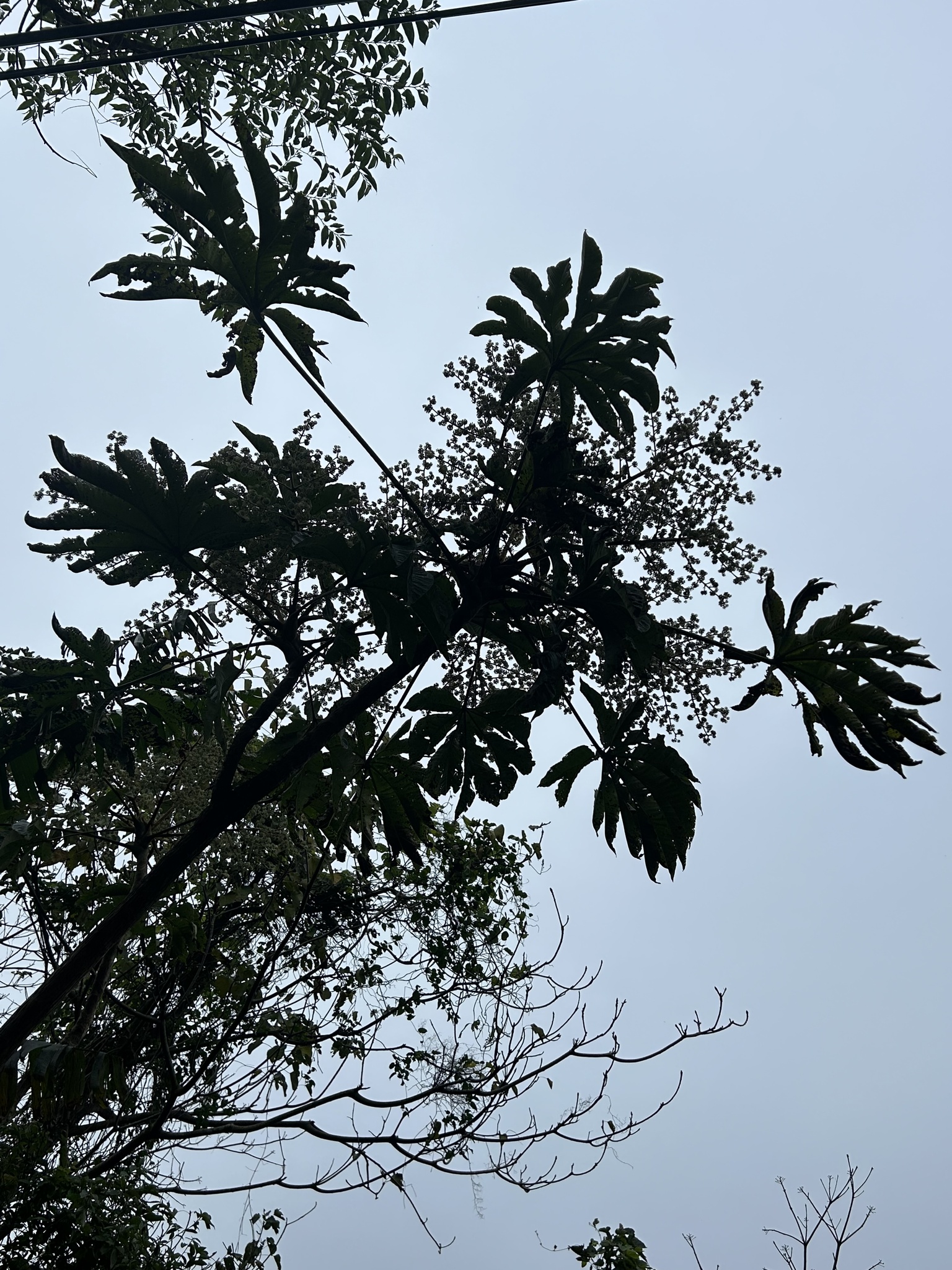 Imagem de Planta do Papel Arroz
