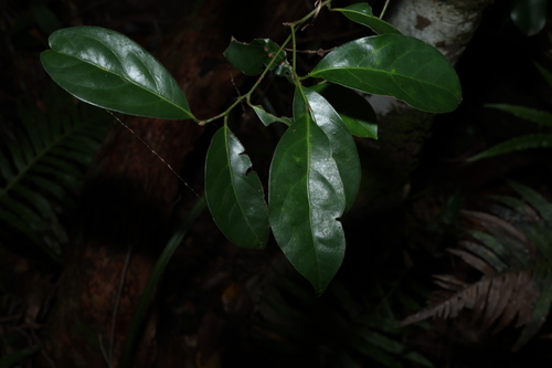 Image of Endiandra discolor by (c) Greg Tasney, some rights reserved (CC BY-SA)
