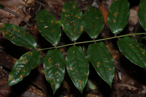 Image of Ripogonum elseyanum by (c) Greg Tasney, some rights reserved (CC BY-SA)