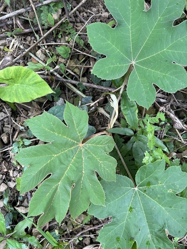 Foto de Planta do Papel Arroz