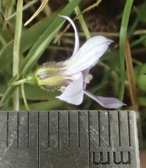 Sisyrinchium rosulatum