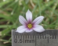 Sisyrinchium rosulatum