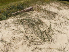Juncus breweri
